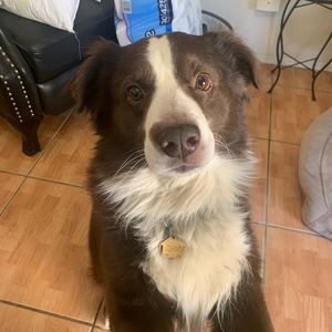 Meet your Posher, Constance